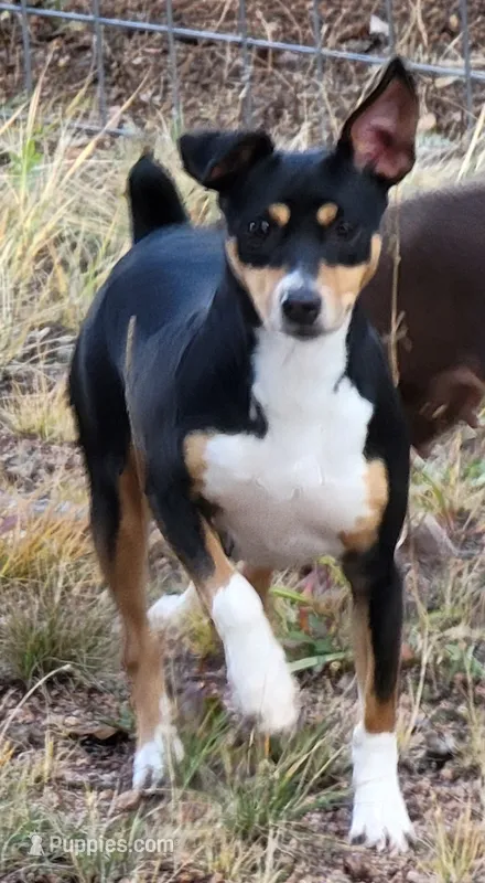 Yadda – Rat Terrier puppy for sale in Divide, CO