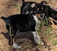 Female 1, a female Rat Terrier for sale in Divide, CO – 10 of 10