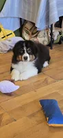 Sidney, a male Australian Shepherd for sale in Divide, CO – 5 of 5