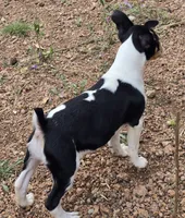 Male 4, a male Rat Terrier for sale in Divide, CO – 10 of 10