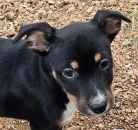 Male 1, a male Rat Terrier for sale in Divide, CO – 8 of 10