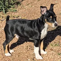 Male 3, a male Rat Terrier for sale in Divide, CO – 7 of 10