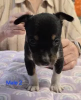 Male 2, a male Rat Terrier for sale in Divide, CO – 1 of 3