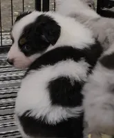 Moxie, a female Australian Shepherd for sale in Divide, CO – 3 of 5