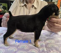 Female 1, a female Rat Terrier for sale in Divide, CO – 2 of 2