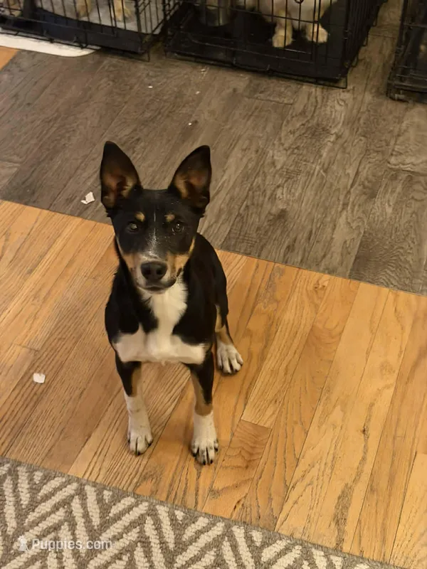 Jinx – Rat Terrier puppy for sale in Divide, CO