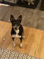 Jinx, a female Rat Terrier for sale in Divide, CO – 1 of 1
