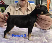 Female 3, a female Rat Terrier for sale in Divide, CO – 3 of 3