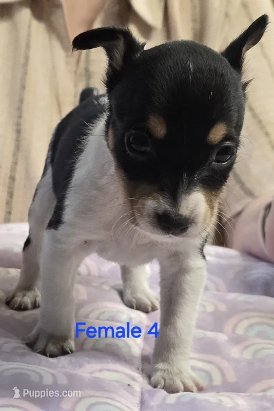 Female 4 – Rat Terrier puppy for sale in Divide, CO
