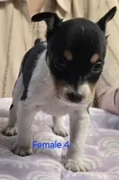 Female 4, a female Rat Terrier for sale in Divide, CO – 1 of 3