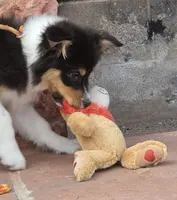 Menta, a female Australian Shepherd for sale in Divide, CO – 5 of 8