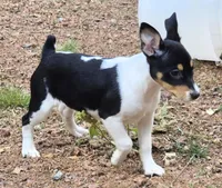 Female 3, a female Rat Terrier for sale in Divide, CO – 5 of 10