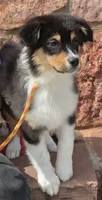Menta, a female Australian Shepherd for sale in Divide, CO – 6 of 8