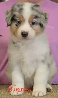 Sierra, a female Australian Shepherd for sale in Divide, CO – 1 of 3