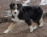 Breelan, a female Australian Shepherd for sale in Divide, CO – 2 of 5