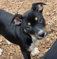 Male 1, a male Rat Terrier for sale in Divide, CO – 10 of 10