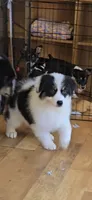 Moxie, a female Australian Shepherd for sale in Divide, CO – 10 of 10