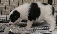 Moxie, a female Australian Shepherd for sale in Divide, CO – 2 of 5