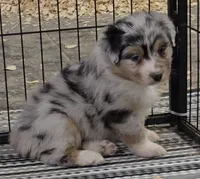 Austin, a male Australian Shepherd for sale in Divide, CO – 4 of 4