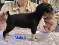 Male 3, a male Rat Terrier for sale in Divide, CO – 2 of 3