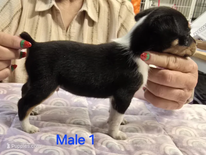 Male 1 – Rat Terrier puppy for sale in Divide, CO