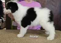 Moxie, a female Australian Shepherd for sale in Divide, CO – 4 of 5