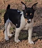 Female 2, a female Rat Terrier for sale in Divide, CO – 4 of 10