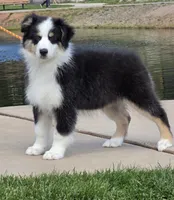 Mollie, a female Australian Shepherd for sale in Divide, CO – 5 of 5