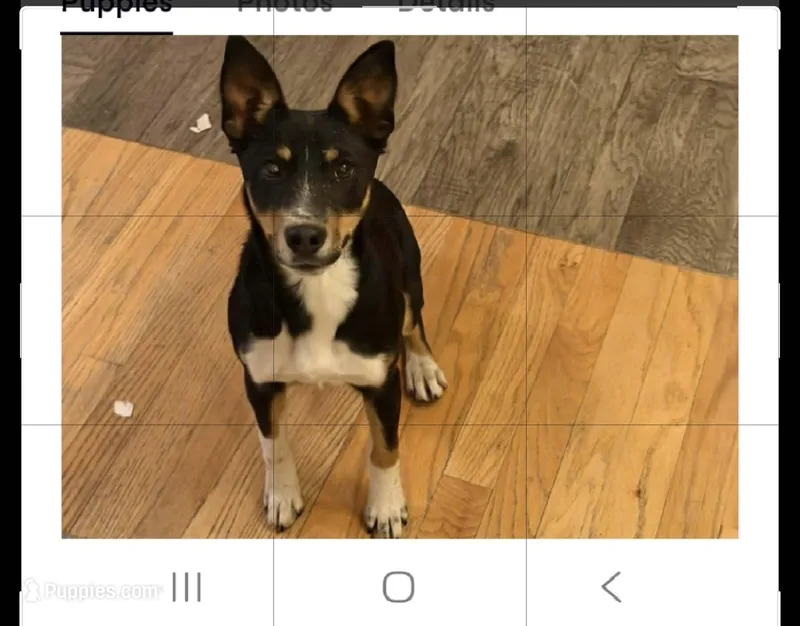Jinx – Rat Terrier puppy for sale in Divide, CO
