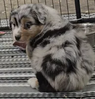 Austin, a male Australian Shepherd for sale in Divide, CO – 2 of 4