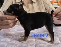 Female 3, a female Rat Terrier for sale in Divide, CO – 1 of 3