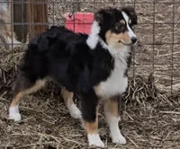Breelan, a female Australian Shepherd for sale in Divide, CO – 5 of 5