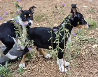 Male 4, a male Rat Terrier for sale in Divide, CO – 9 of 10