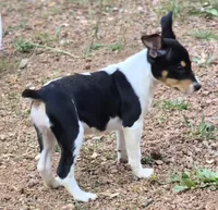 Male 4, a male Rat Terrier for sale in Divide, CO – 6 of 10