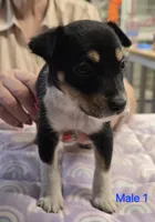 Male 1, a male Rat Terrier for sale in Divide, CO – 3 of 3