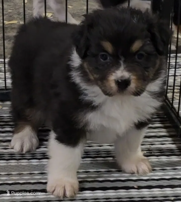 Menta – Australian Shepherd puppy for sale in Divide, CO