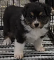 Menta, a female Australian Shepherd for sale in Divide, CO – 1 of 1