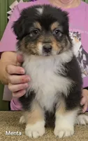 Menta, a female Australian Shepherd for sale in Divide, CO – 2 of 2