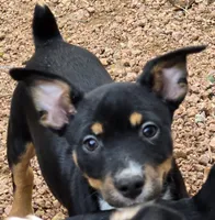 Female 3, a female Rat Terrier for sale in Divide, CO – 9 of 10
