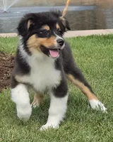 Menta, a female Australian Shepherd for sale in Divide, CO – 7 of 8