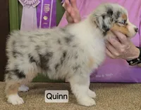 Quinn, a female Australian Shepherd for sale in Divide, CO – 2 of 3