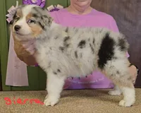 Sierra, a female Australian Shepherd for sale in Divide, CO – 2 of 3