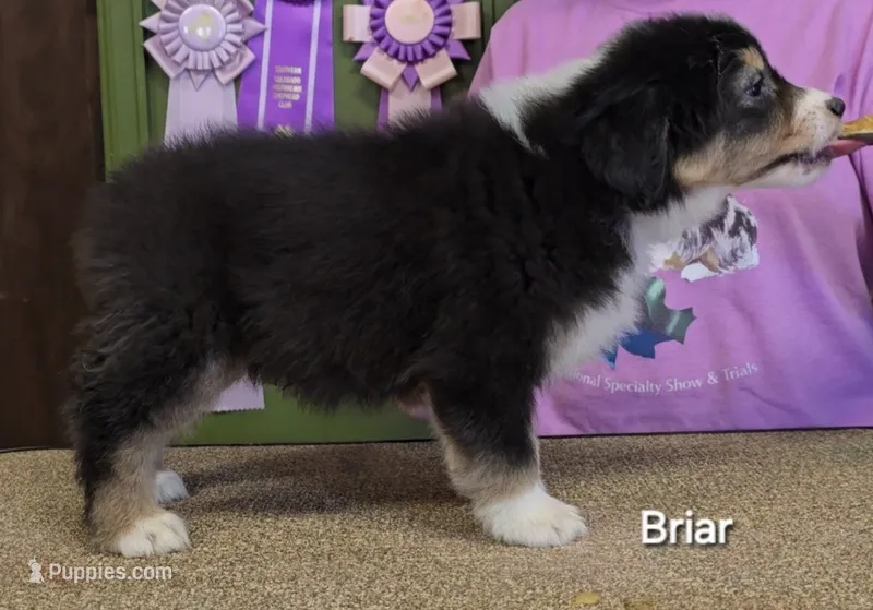 Briar – Australian Shepherd puppy for sale in Divide, CO