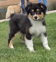 Menta, a female Australian Shepherd for sale in Divide, CO – 2 of 8
