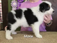 Moxie, a female Australian Shepherd for sale in Divide, CO – 5 of 5