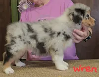 Wren, a female Australian Shepherd for sale in Divide, CO – 3 of 3