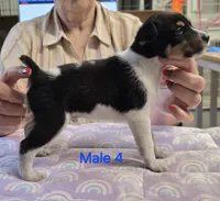 Male 4, a male Rat Terrier for sale in Divide, CO – 2 of 3