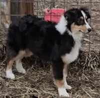 Breelan, a female Australian Shepherd for sale in Divide, CO – 4 of 5