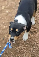 Female 2, a female Rat Terrier for sale in Divide, CO – 9 of 10