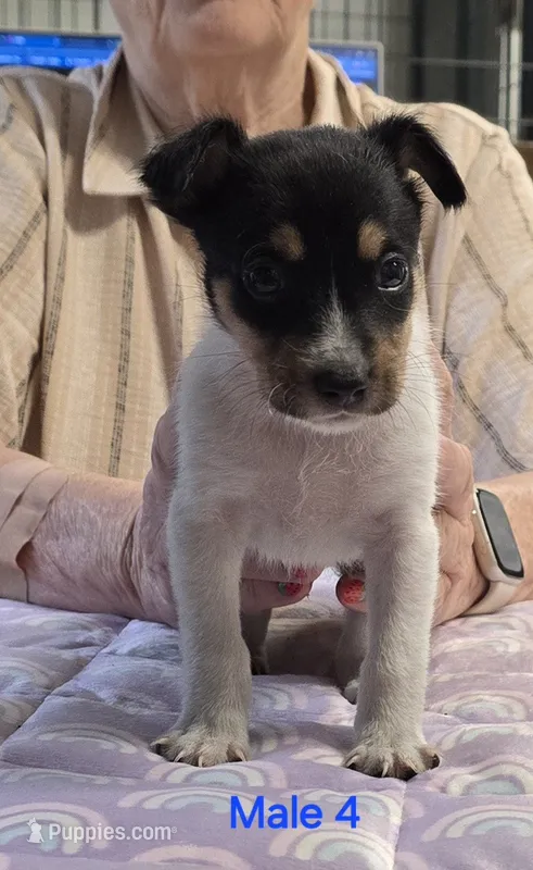 Male 4 – Rat Terrier puppy for sale in Divide, CO